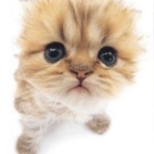 Meet your Posher, Maggie